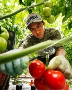 payroll services, H-2A visas, employment foreign workers
