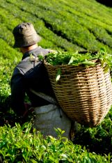 payroll services, H-2A visas, employment foreign workers